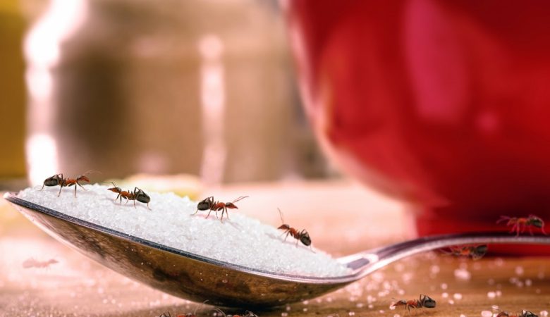 cucchiaio di zucchero e formiche